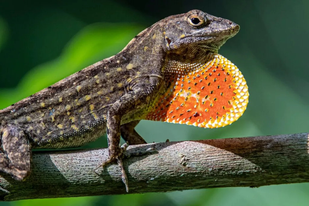 Anolis concolor en su hábitat natural
