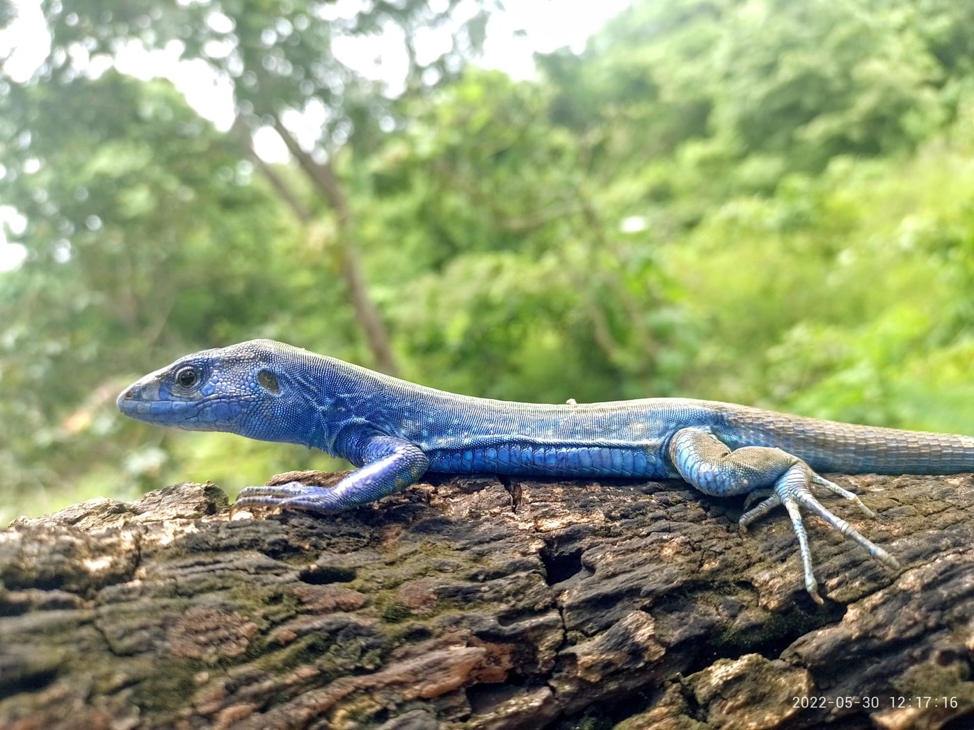 Cnemidophorus espeuti en su hábitat natural