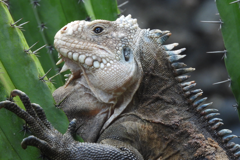 Iguana delicatissima en su hábitat natural