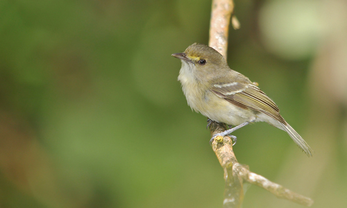 Vireo caribaeus en su hábitat natural
